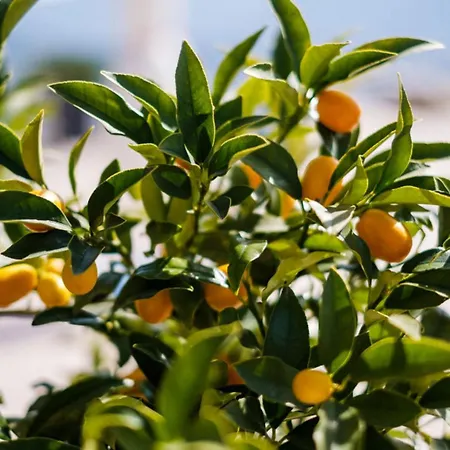 Hotel Eden Roc Marina