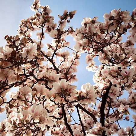 酒店 Hotel Eden Roc Marina *