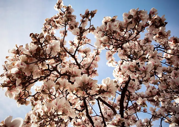 מלון Eden Roc Marina *